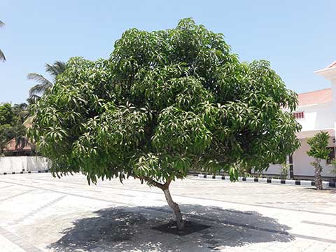 Молодое манговое дерево