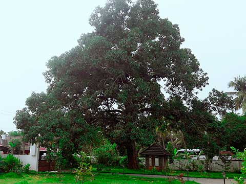 Зрелое манговое дерево