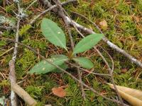 Чинквапин (Chrysolepis chrysophylla)