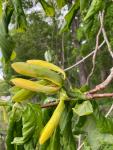 Магнолия длиннозаострённая (Magnolia acuminata)