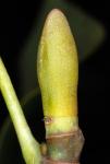 Тюльпанное дерево (Liriodendron tulipifera)