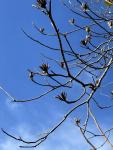 Тюльпанное дерево (Liriodendron tulipifera)