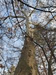 Платан западный (лат. Platanus occidentalis)