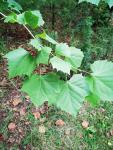 Платан западный (лат. Platanus occidentalis)