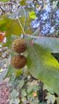 Платан клёнолистный (Platanus × acerifolia)