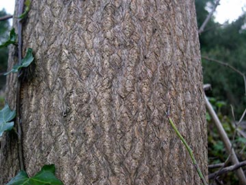 Кора взрослого дерева