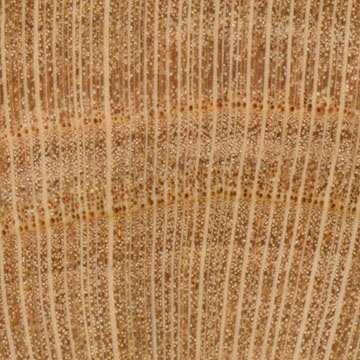 Абрикос – волокна древесины (увеличено)