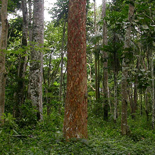 Дерево афрормозия (Afrormosia elata)