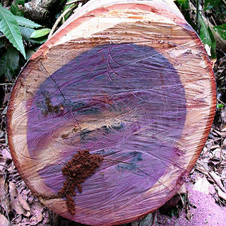 Амарантовое дерево – поперечный спил ствола