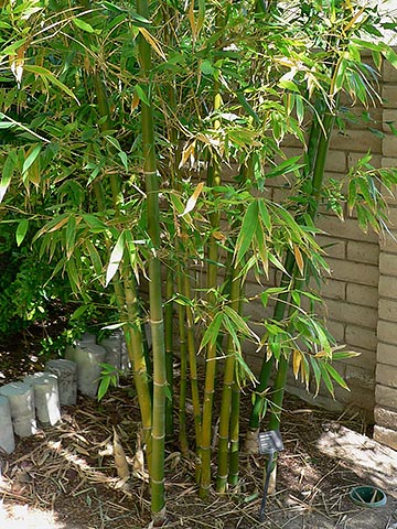 Бамбук (Bambusa)
