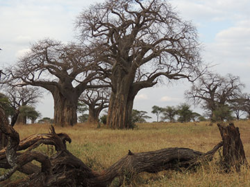 Баобаб в Национальном парке Тарангире (Танзания)