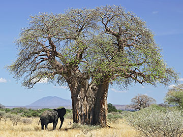 Дерево баобаб в Танзании