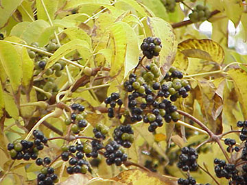 Осенняя листва и плоды