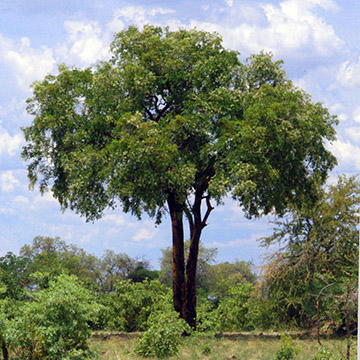 Этот вид распространён в естественном ареале: ДР Конго (Заир) и Намибия (Guibourtia coleosperma)