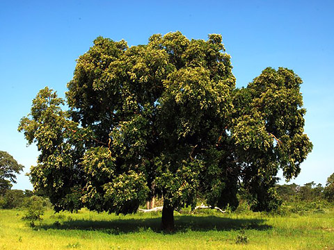Цветущее дерево в естественной среде обитания (Guibourtia coleosperma)