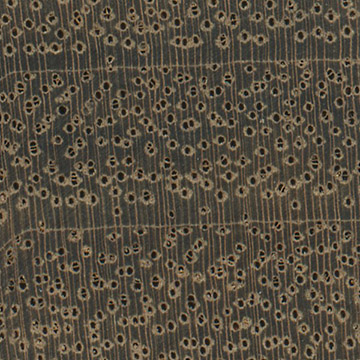 Овангкол (Guibourtia ehie) – волокна древесины
