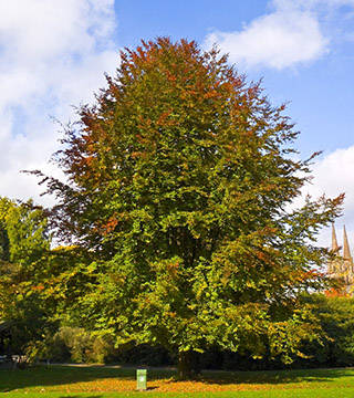 Бук европейский. Общий вид дерева в Старом ботаническом саду города Марбурга (Германия)
