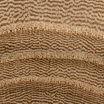 Вяз американский – волокна древесины, увел. 10х