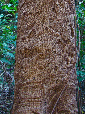 Испещрённый ствол дерева, растущего в Никарагуа (A. graveolens)