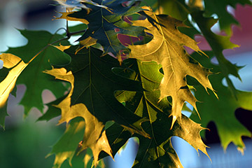 Листья дуба болотного – Quercus palustris