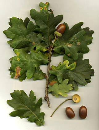 Листва и желуди – Quercus robur