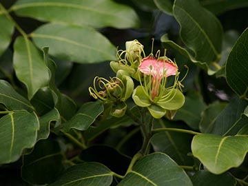 Afzelia quanzensis – цветки