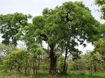 Дерево, растущее в родной среде обитания