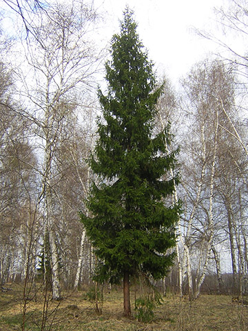Ель обыкновенная (Picea abies). Одиночное дерево в лиственном лесу