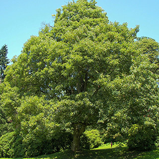 Клён белый – типовой вид рода Клён – общий вид взрослого дерева
