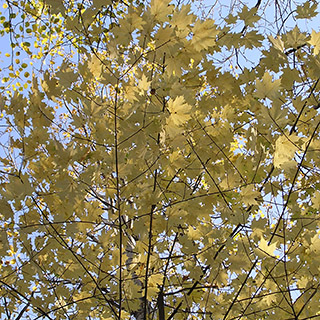 Клён остролистный (Acer platanoides L.)