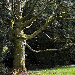 Клён колхидский (Acer cappadocicum Gled.)