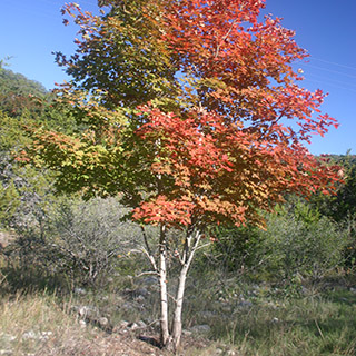Клён крупнозубчатый (Acer grandidentatum)