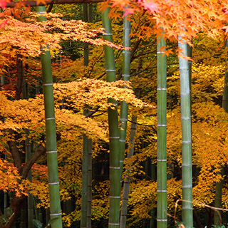 Заросли клёна и бамбука в Японии