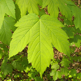 Клён Явор (Acer pseudoplatanus) – листва