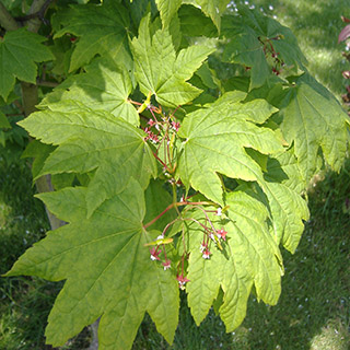 Клён завитой (Acer circinatum) – листья с прожилками, типичные для большинства видов