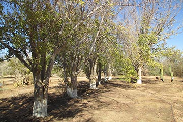 Культивируемые деревья в кибуце Кетура, Израиль