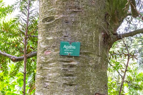 Кора каури (Ботанический сад Крайстчерча, Новая Зеландия)