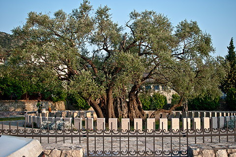 Оливковое дерево в городе Баре (Черногория)