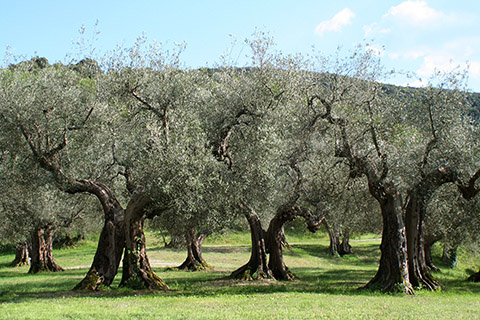 Роща масличных деревьев в Умбрии