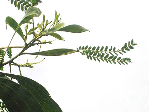Акация Коа с черешком между веткой и листьями