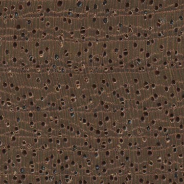 Сипо – волокна древесины, увел. 10х