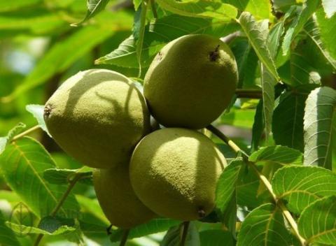 Плоды чёрного ореха (Juglans nigra)