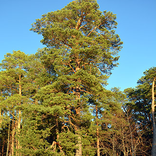 Сосна обыкновенная – общий вид дерева (Московская область, Россия)