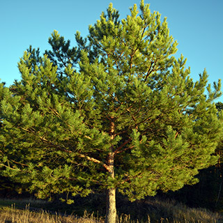Молодая сосна (Pinus sylvestris L.)