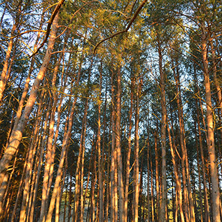 Рост сосен в условиях недостатка света - сосновый лес