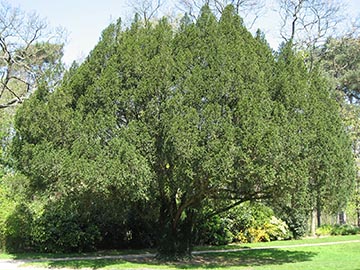Тис ягодный (Taxus baccata) – общий вид взрослого дерева