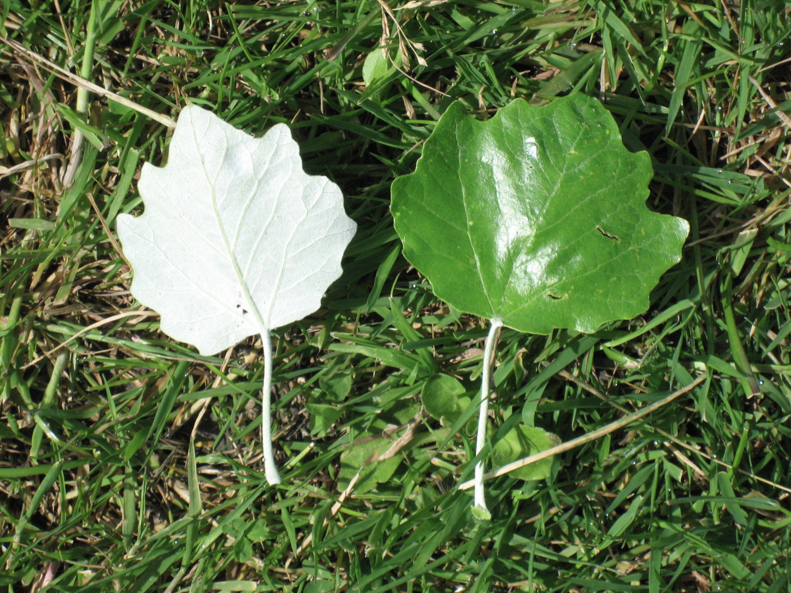 Придорожный листья. Тополь Populus Alba. Populus Alba Тополь белый. Populus Alba листья. Populus Alba Тополь белый листья.