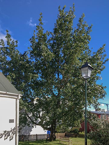 Тополь бальзамический (Populus balsamifera). Рейкьявик, Исландия