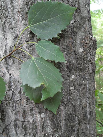 Тополь крупнозубчатый	(Populus grandidentata)