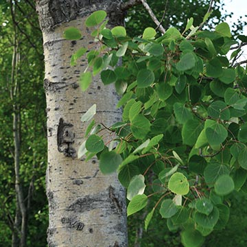Тополь осинообразный (Populus tremuloides)
